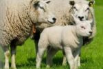 Het schaap en haar wol